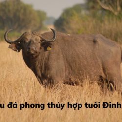 Sinh năm 1997 hợp đá phong thủy màu gì? 5 màu chiêu tài bình an.