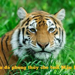 Sinh năm 1998 hợp đá phong thủy màu gì? 5 màu vạn hạnh may mắn