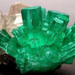 Màu xanh lục đại diện cho cây cối, mang ý nghĩa của sức sống mãnh liệt